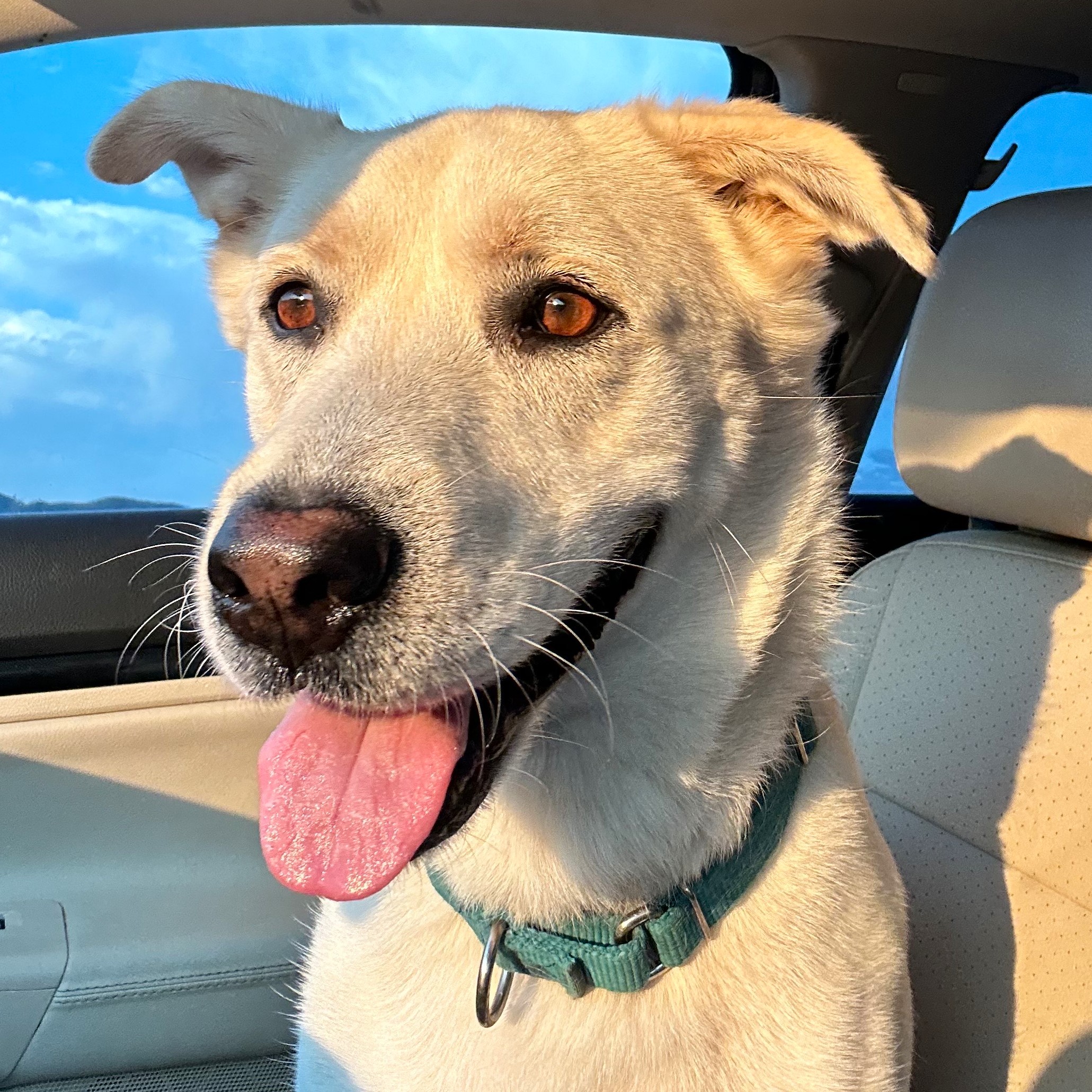 Tony _ Silly and Sweet, a Adoptable mixed breed in Sherman Oaks, CA image 1/4