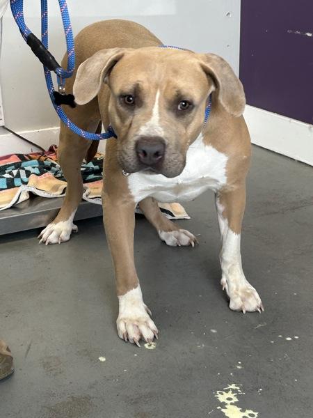 Enlarge *Goosey Gurl*, a Adoptable mixed breed in Salt Lake City, UT image 1/1