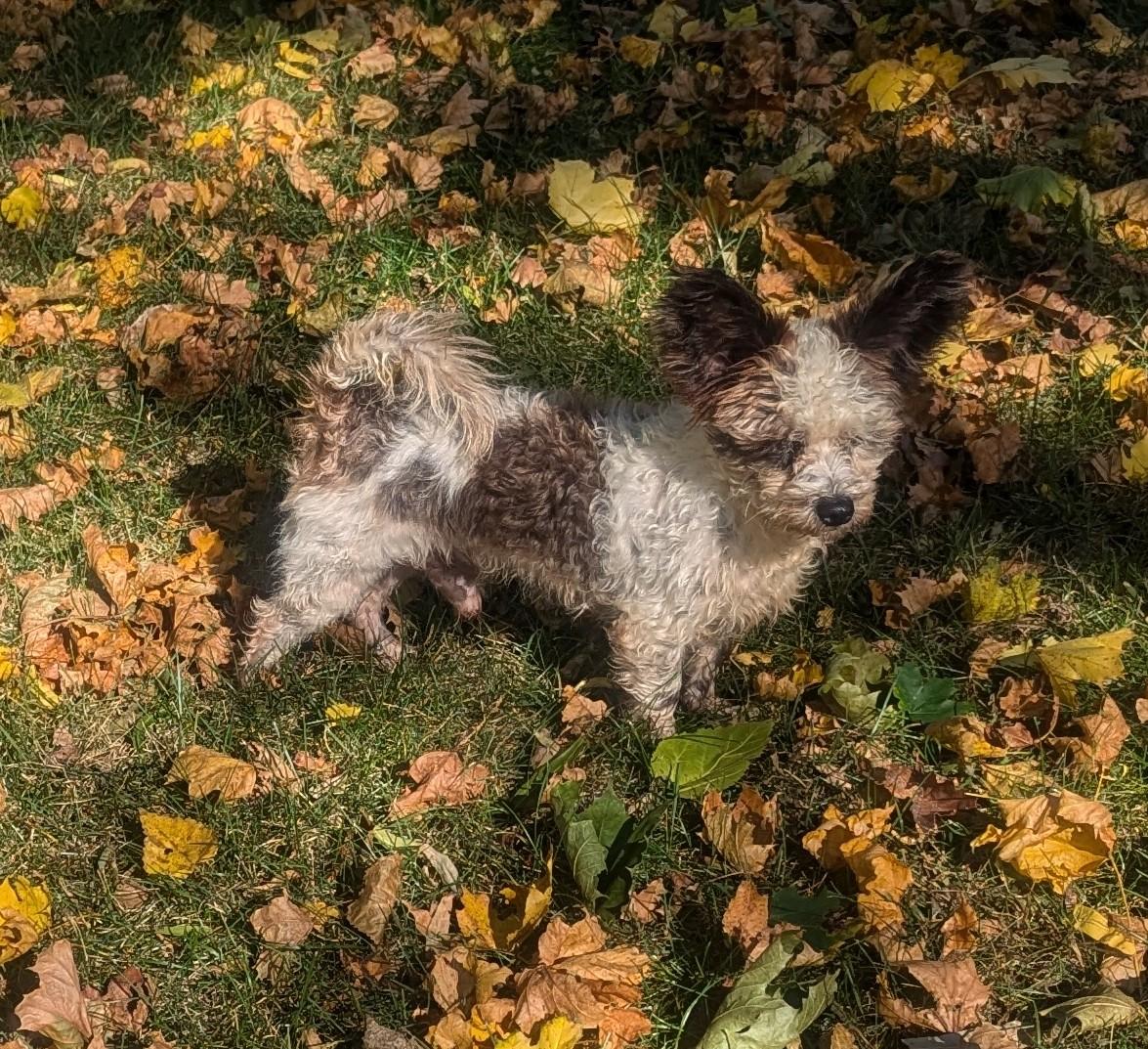 Scrappy Joe, a Adoptable mixed breed image 1/4