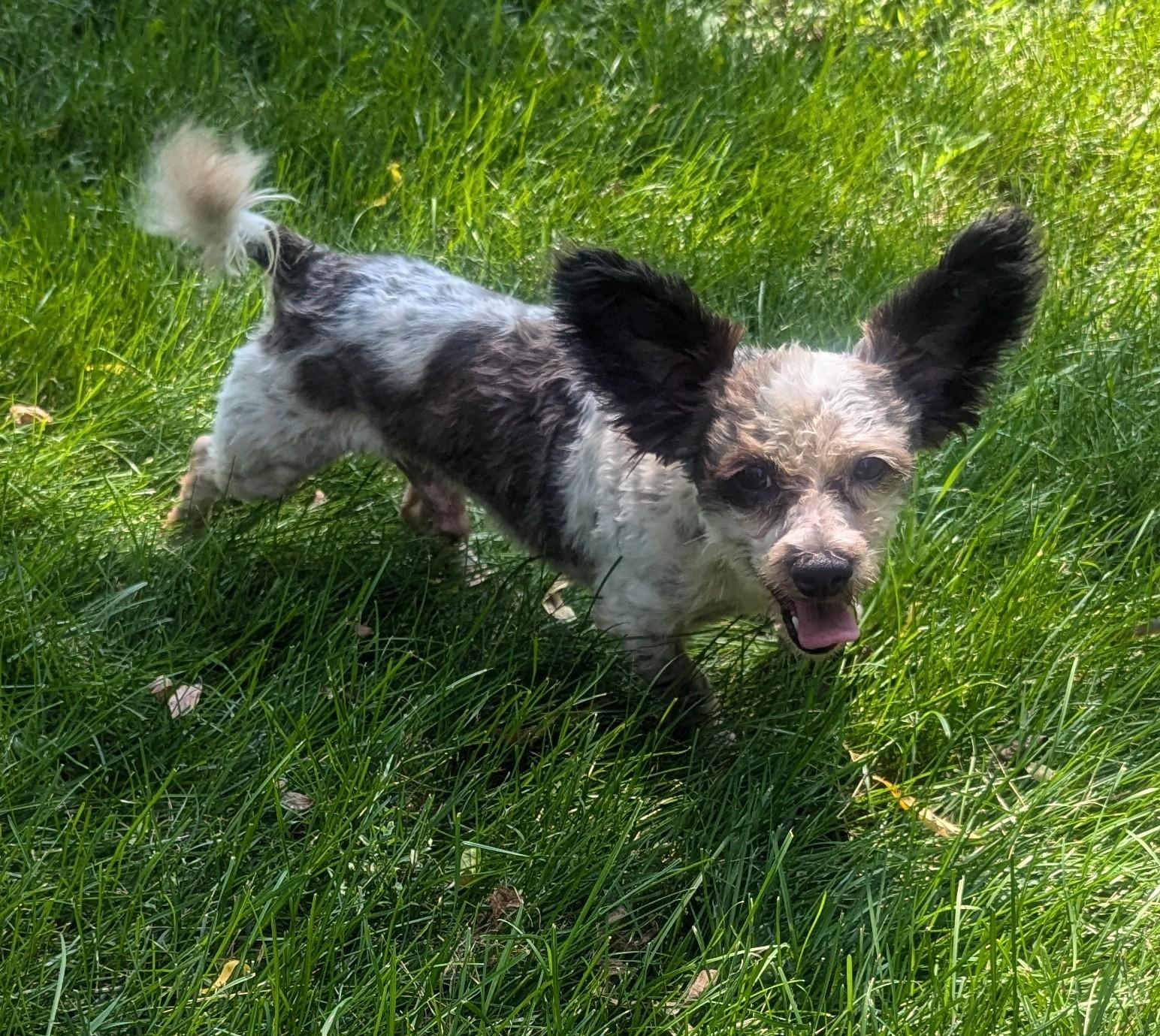 Scrappy Joe, a Adoptable mixed breed image 2/4