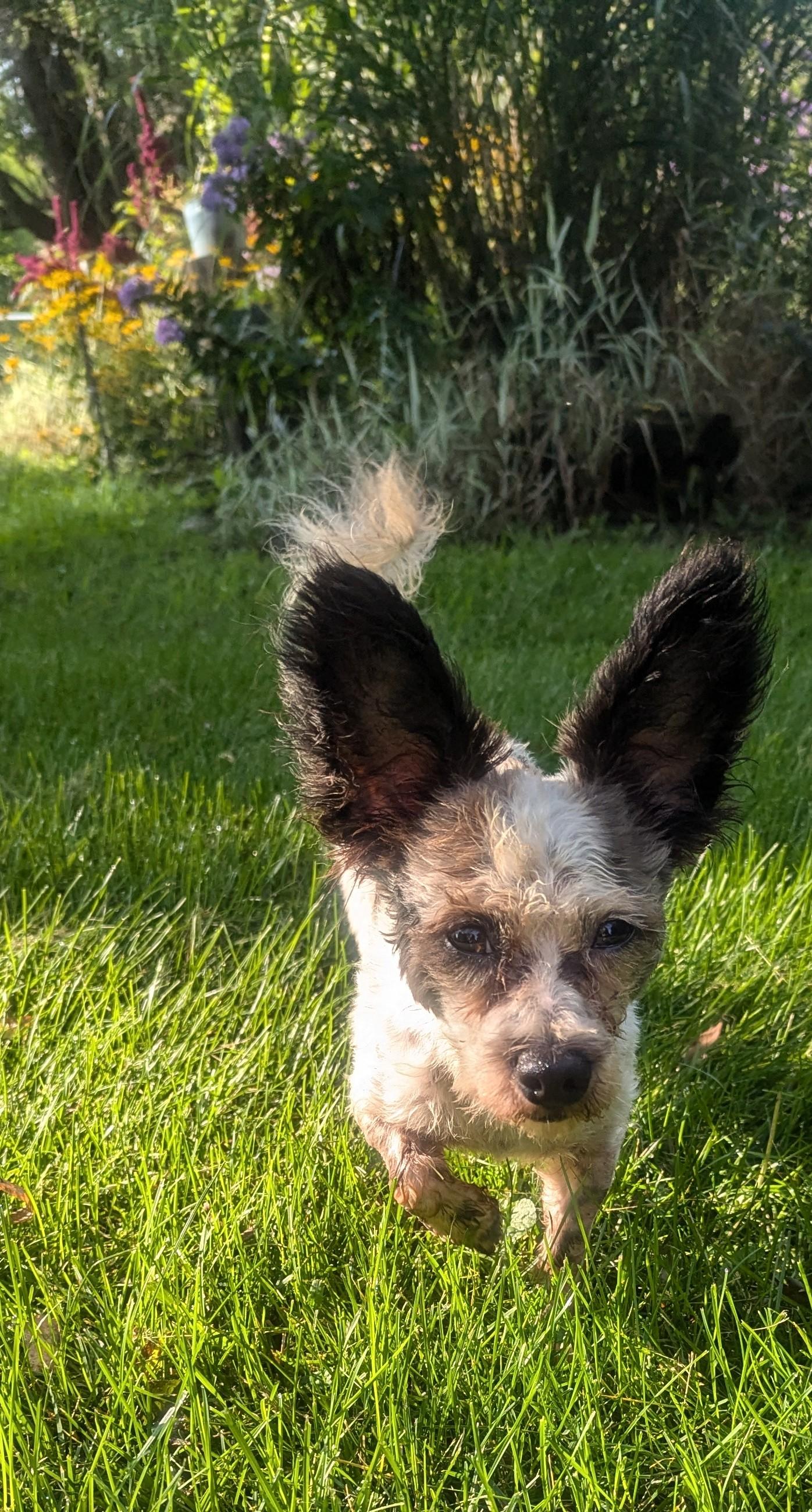 Scrappy Joe, a Adoptable mixed breed image 3/4