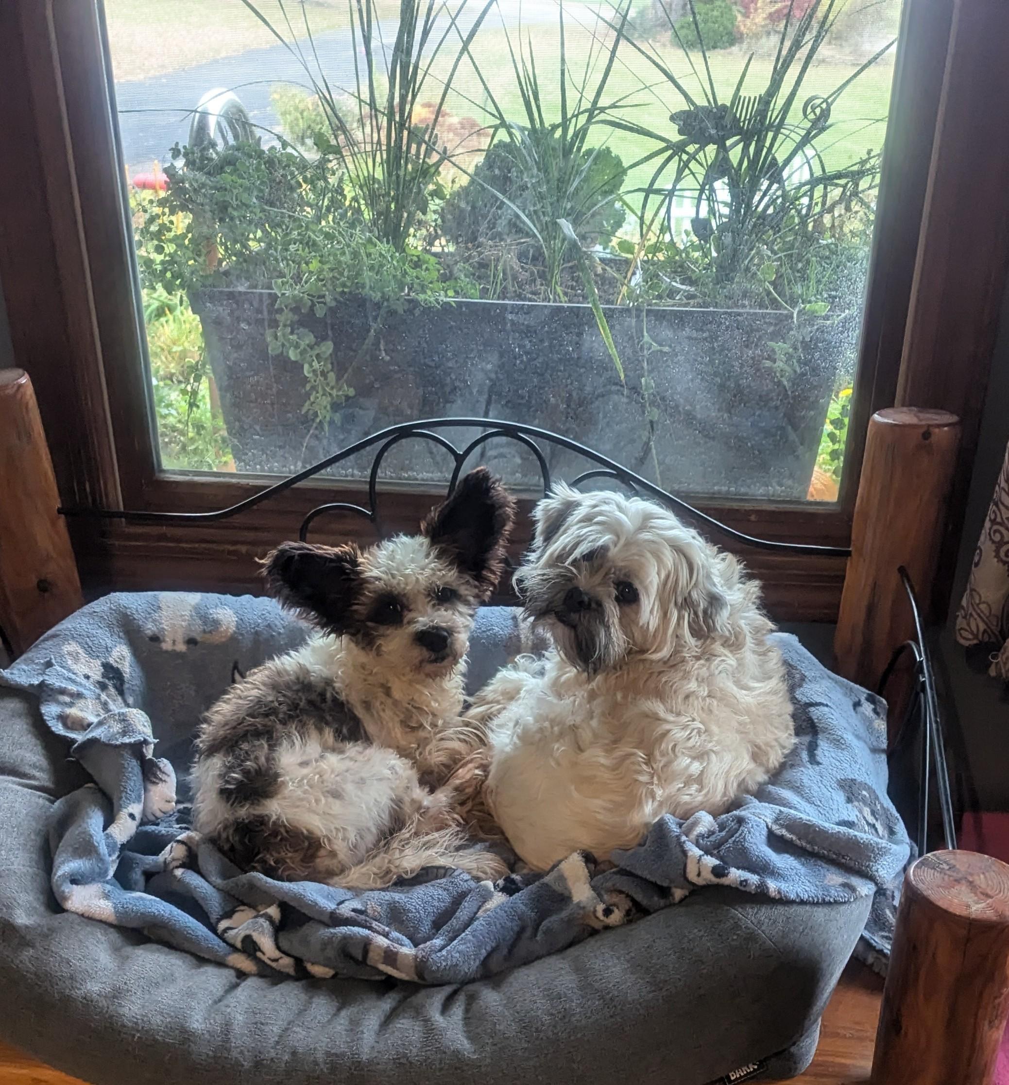 Scrappy Joe, Adoptable, Adult Male Papillon & Poodle.