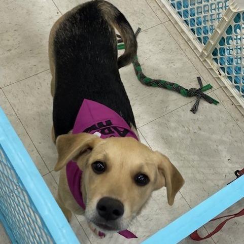 Hudson aka McGraw, Adoptable, Puppy Male Mixed Breed.