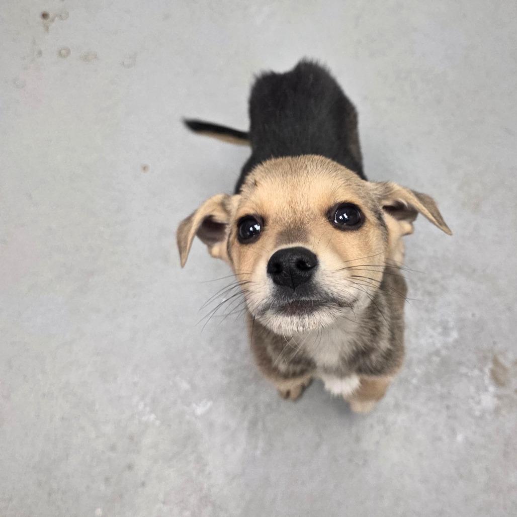 Enlarge Hudson aka McGraw, a Adoptable Mixed Breed in Duncan, OK image 2/6