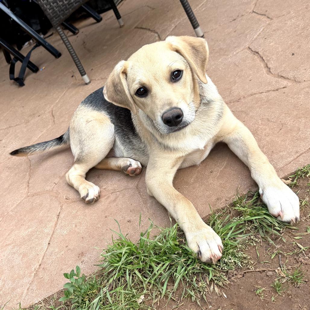 Enlarge Hudson aka McGraw, a Adoptable Mixed Breed in Duncan, OK image 3/6