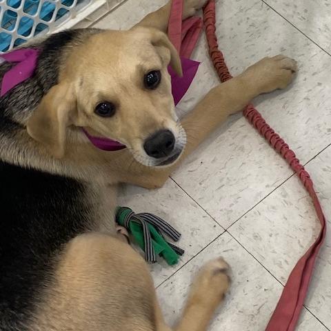 Enlarge Hudson aka McGraw, a Adoptable Mixed Breed in Duncan, OK image 4/6