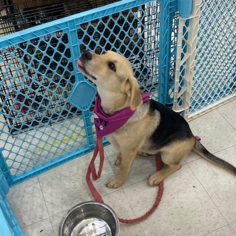 Enlarge Hudson aka McGraw, a Adoptable Mixed Breed in Duncan, OK image 5/6