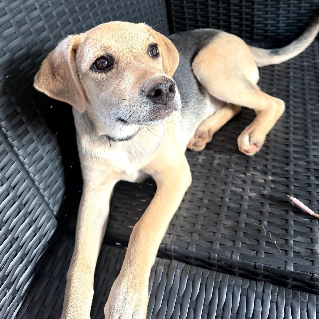 Enlarge Hudson aka McGraw, a Adoptable Mixed Breed in Duncan, OK image 6/6