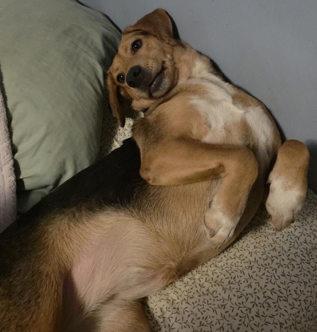 Pepper , a ADOPTABLE mixed breed in Cleveland , OH image 3/5