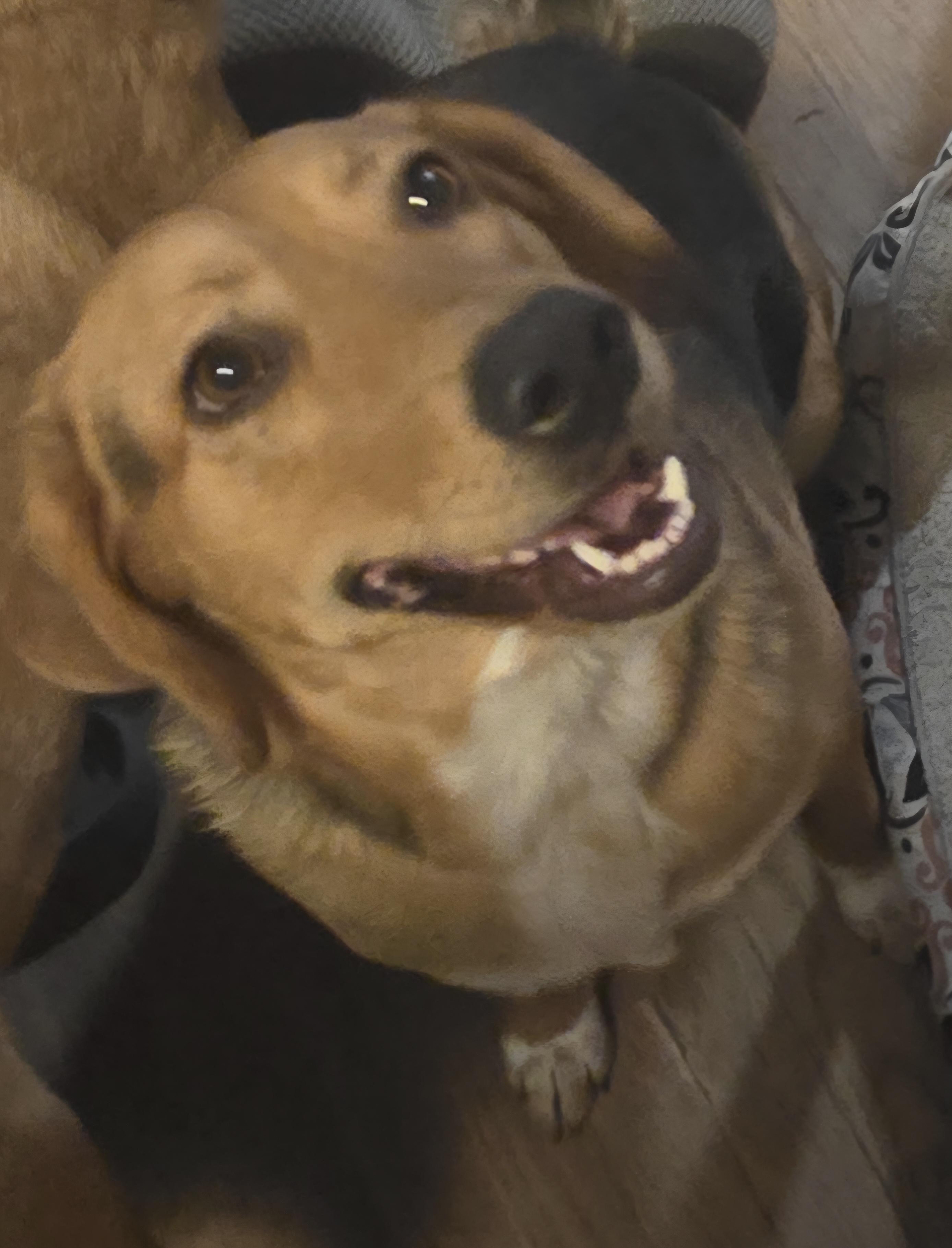 Pepper , a ADOPTABLE mixed breed in Cleveland , OH image 1/5