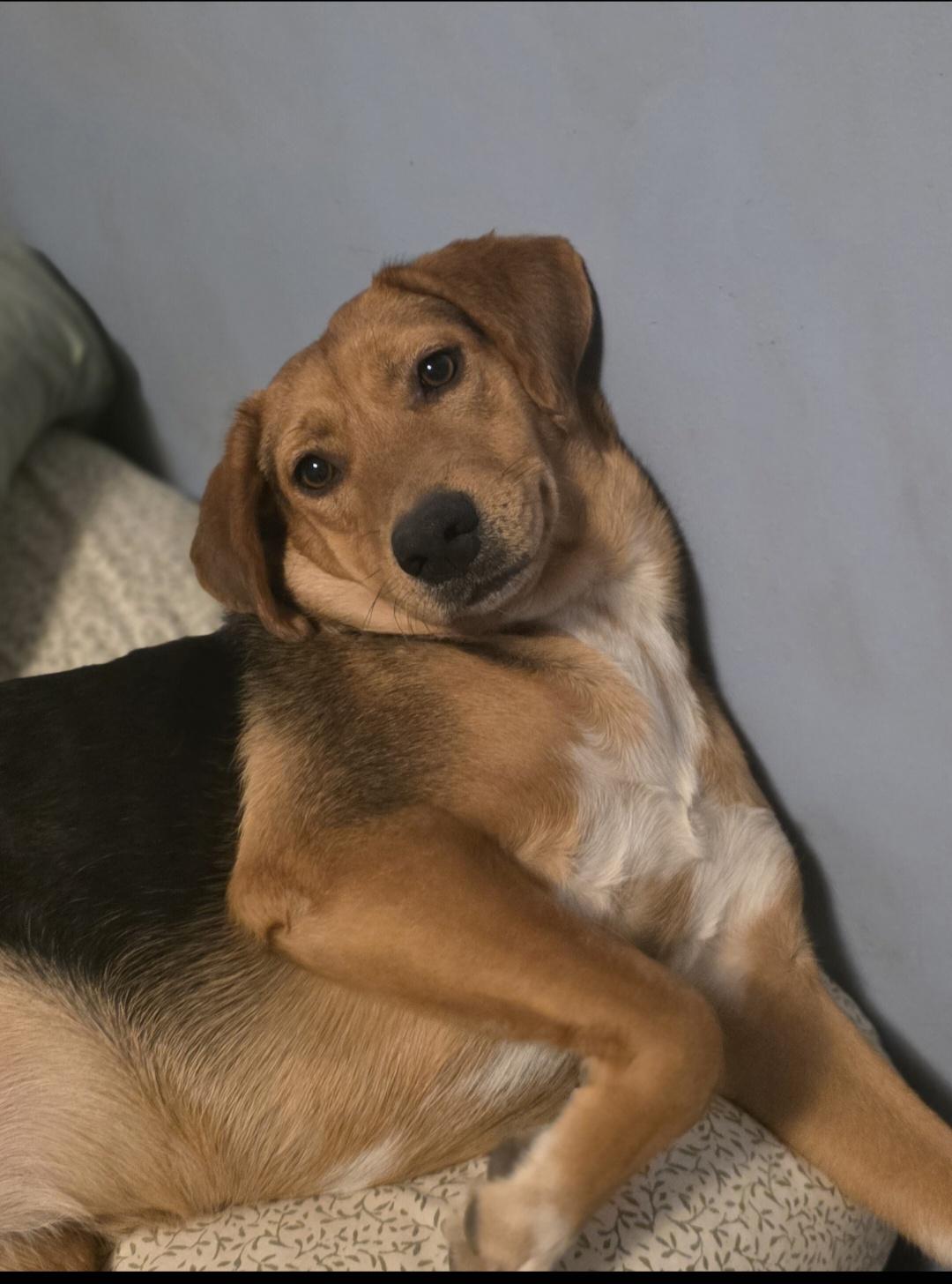 Pepper , a ADOPTABLE mixed breed in Cleveland , OH image 4/5