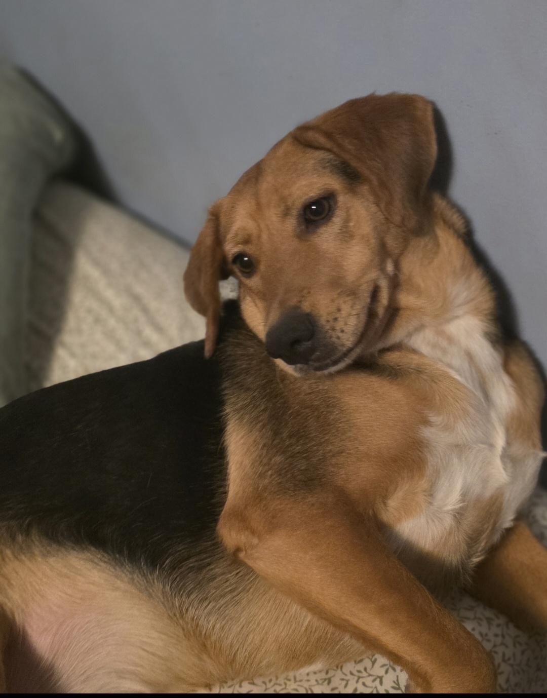 Pepper , a ADOPTABLE mixed breed in Cleveland , OH image 5/5