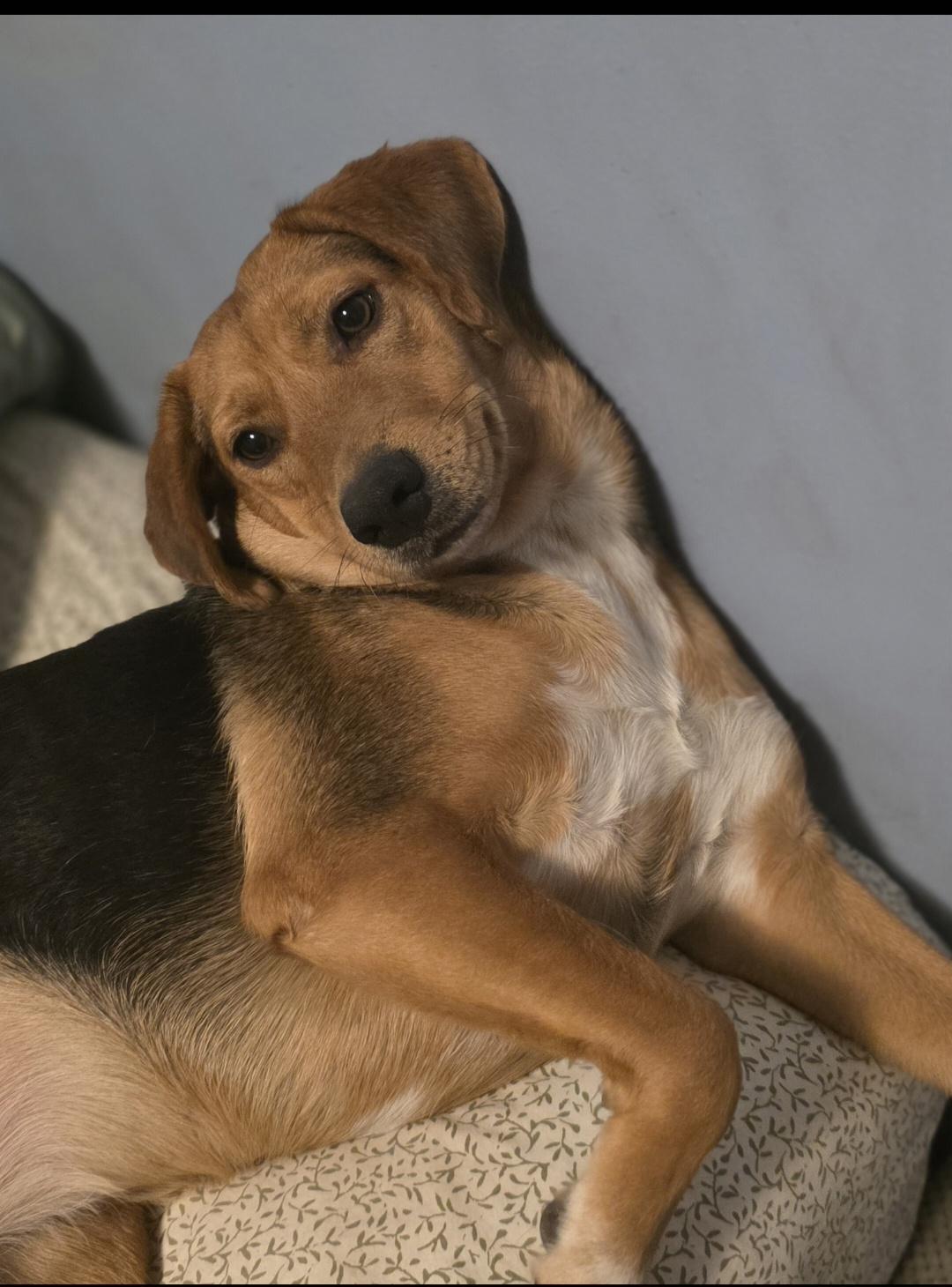 Pepper , a ADOPTABLE mixed breed in Cleveland , OH image 2/5