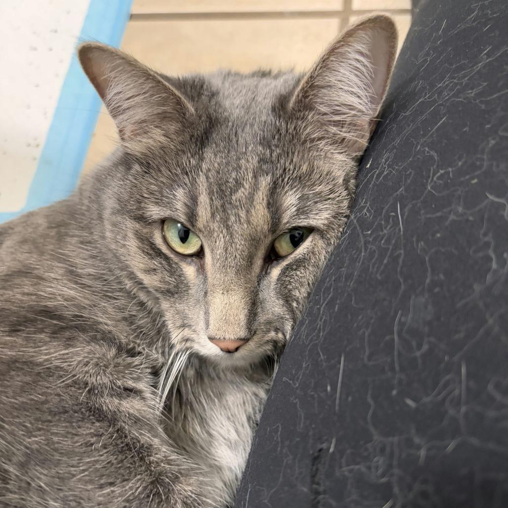 Daisy Buchanan, Adoptable, Adult Female Domestic Short Hair.