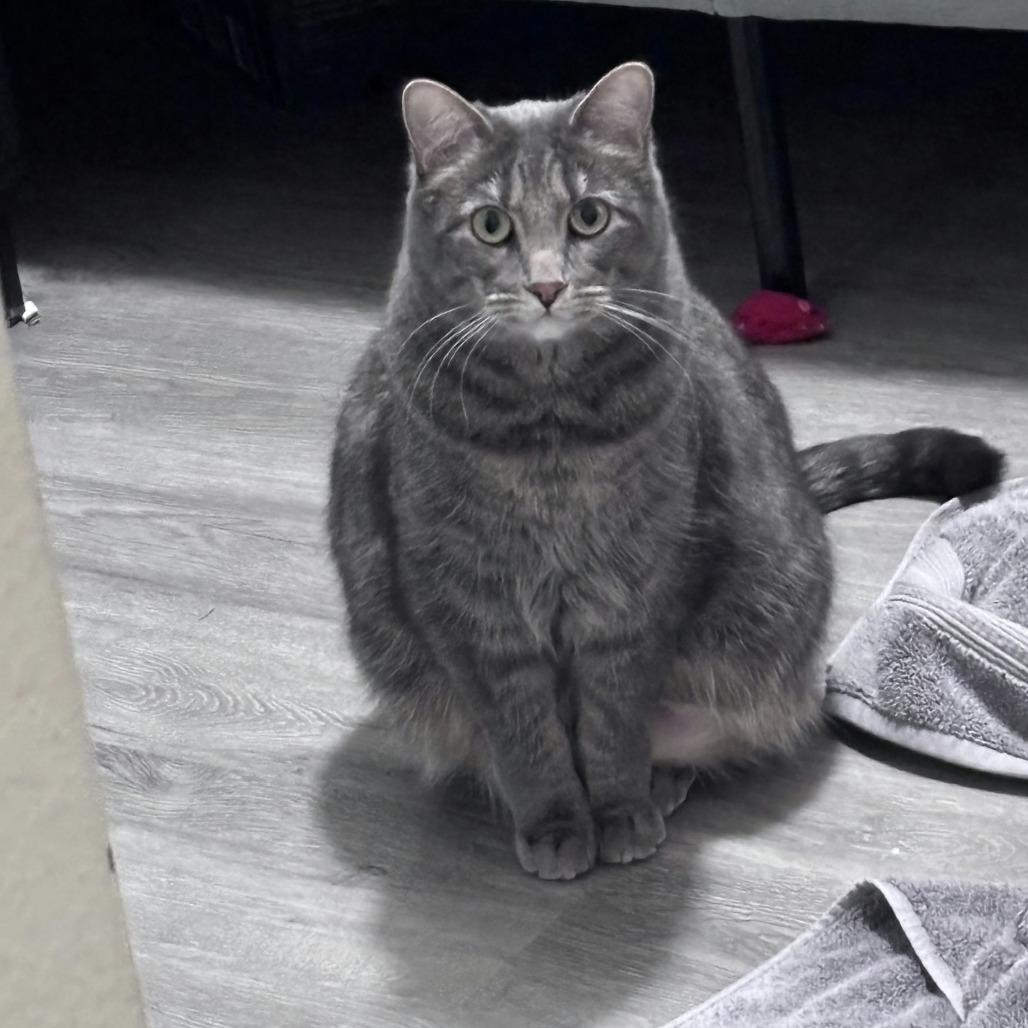 Daisy Buchanan, Adoptable, Adult Female Domestic Short Hair.