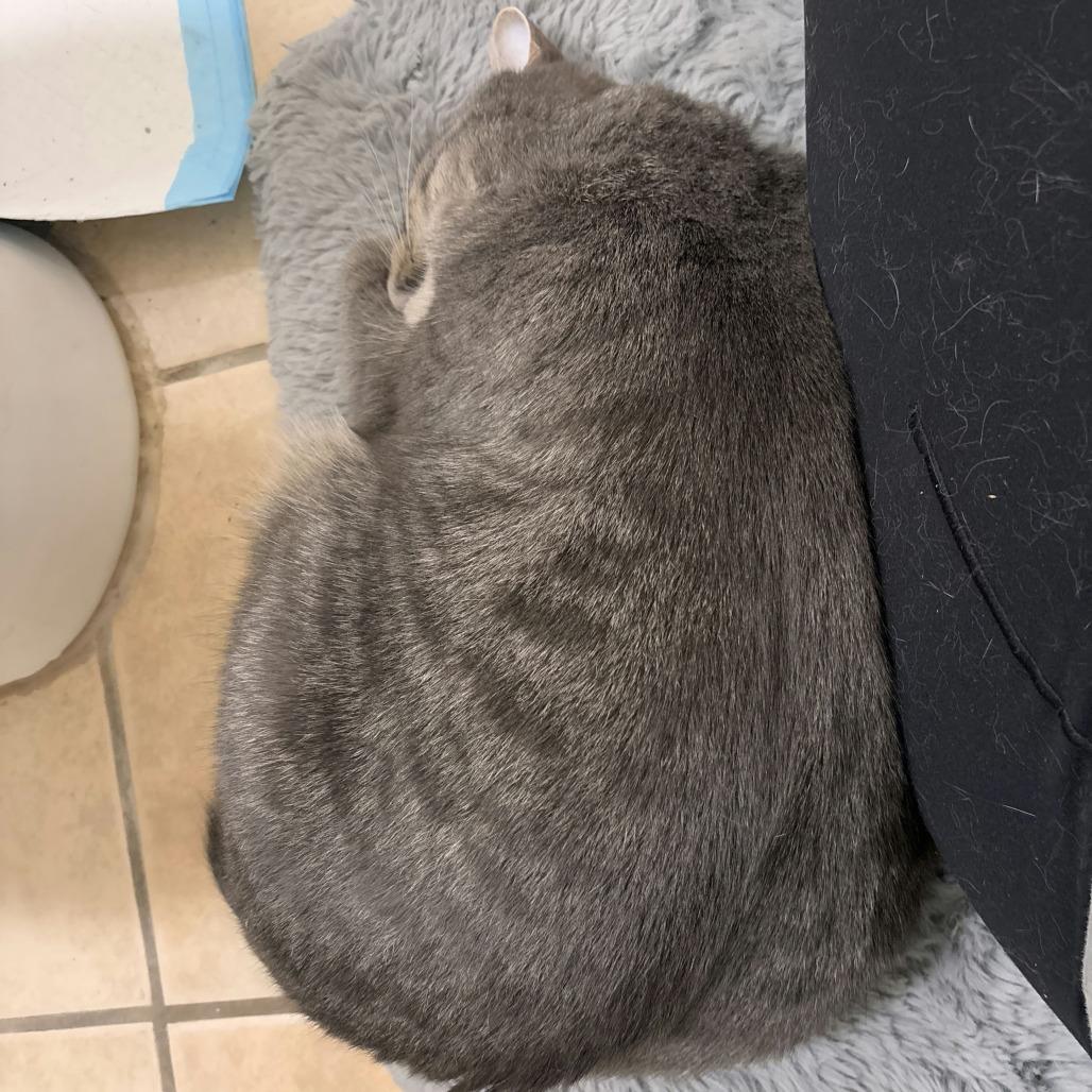 Enlarge Daisy Buchanan, a Adoptable Domestic Short Hair in Salt Lake City, UT image 2/6