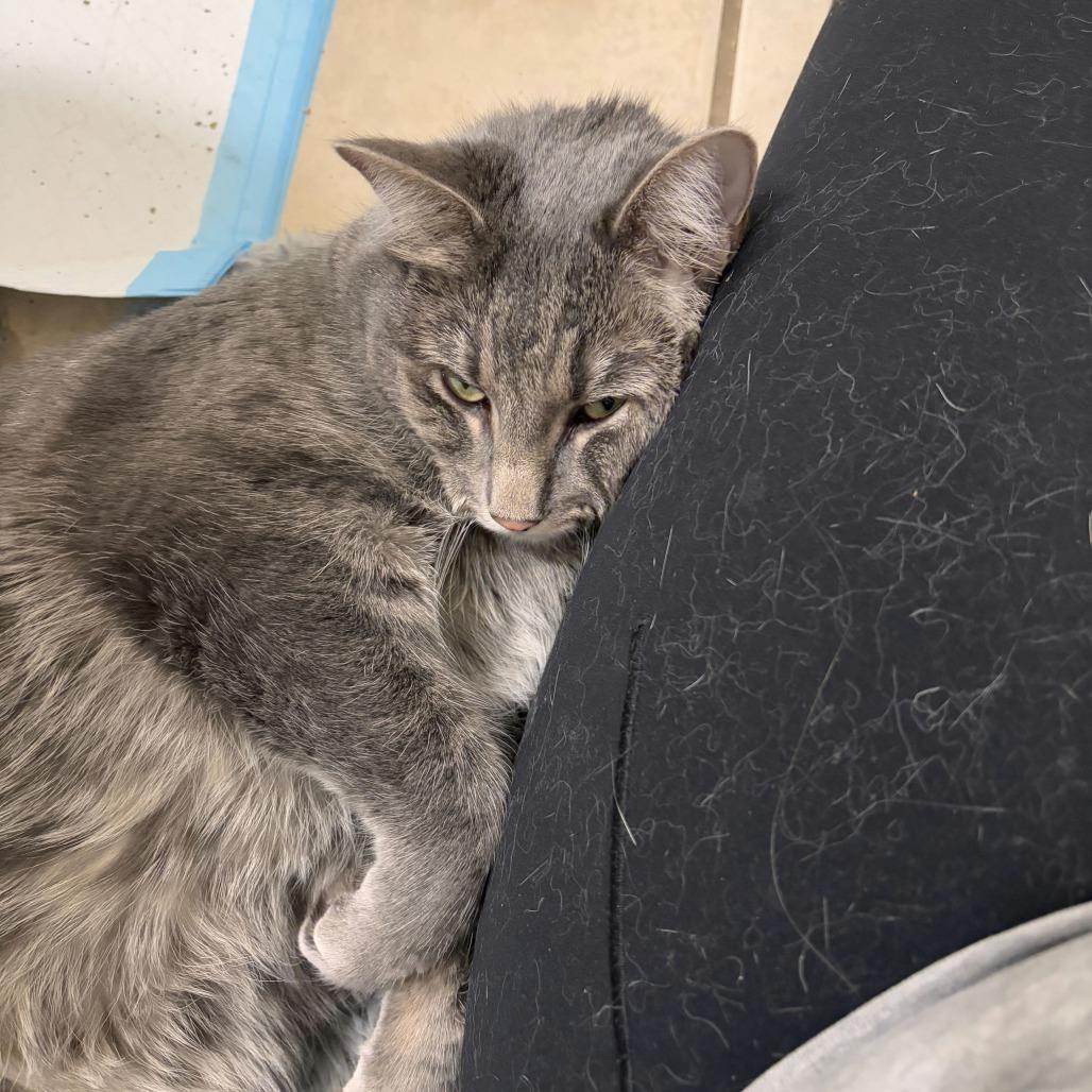 Enlarge Daisy Buchanan, a Adoptable Domestic Short Hair in Salt Lake City, UT image 3/6