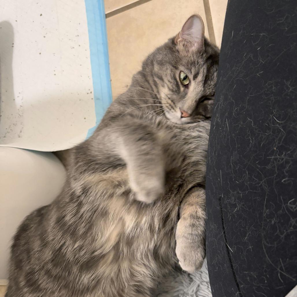 Enlarge Daisy Buchanan, a Adoptable Domestic Short Hair in Salt Lake City, UT image 4/6