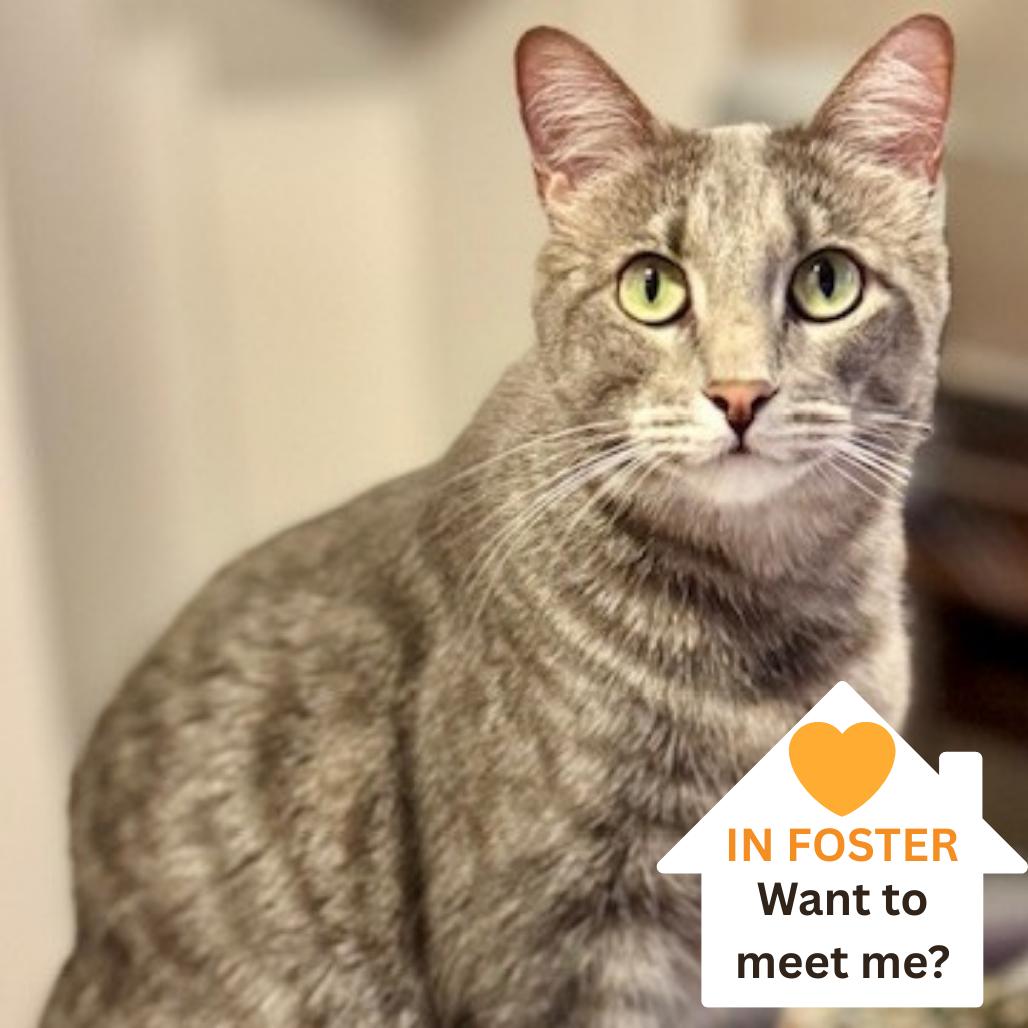 Enlarge Daisy Buchanan, a Adoptable Domestic Short Hair in Salt Lake City, UT image 5/6