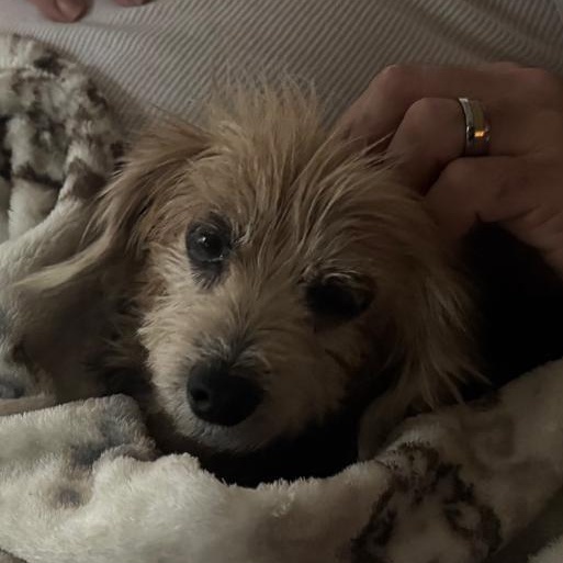 Brucie Bear, an adopted mixed breed in TAMPA, FL image 5/6