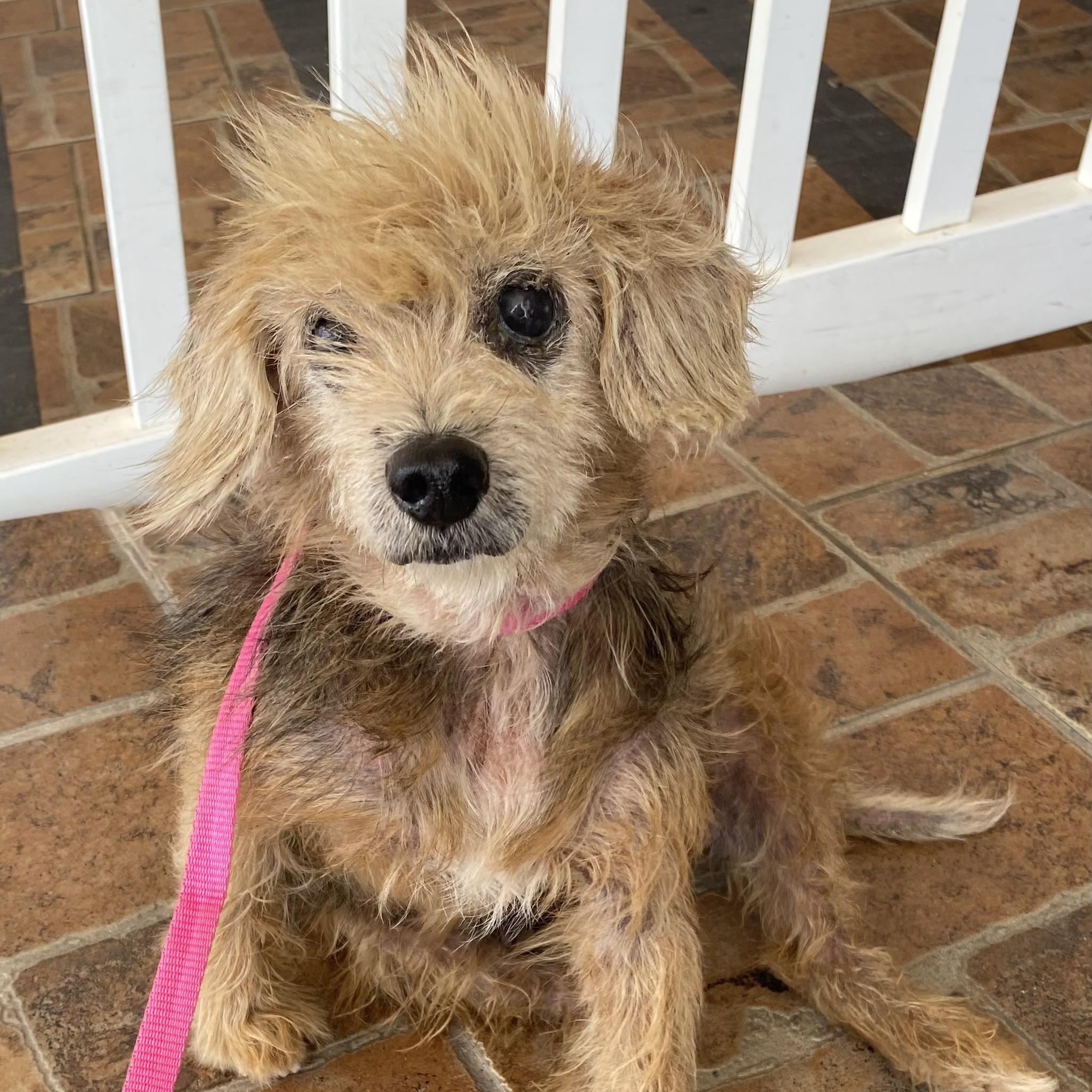 Brucie Bear, an adopted mixed breed in TAMPA, FL image 2/6