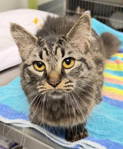 Abby, Adoptable, Young Female Domestic Short Hair & Domestic Short Hair.