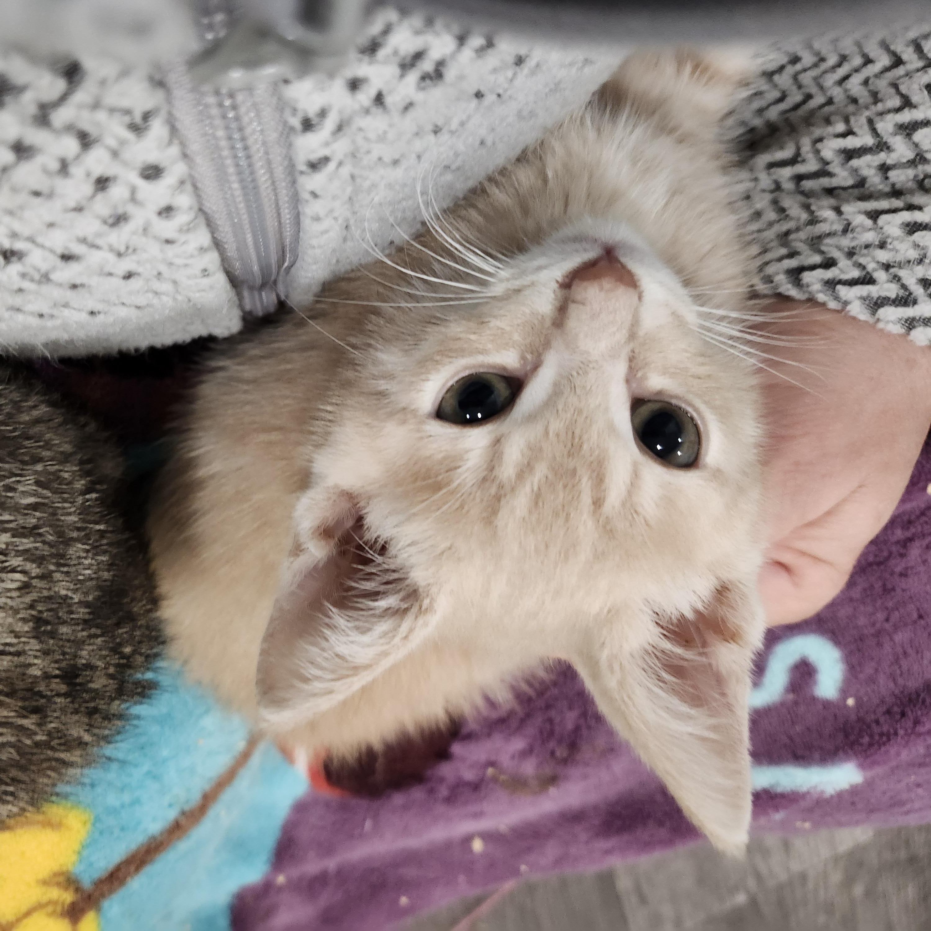 Odinn, Adopted, Kitten Male Domestic Short Hair.