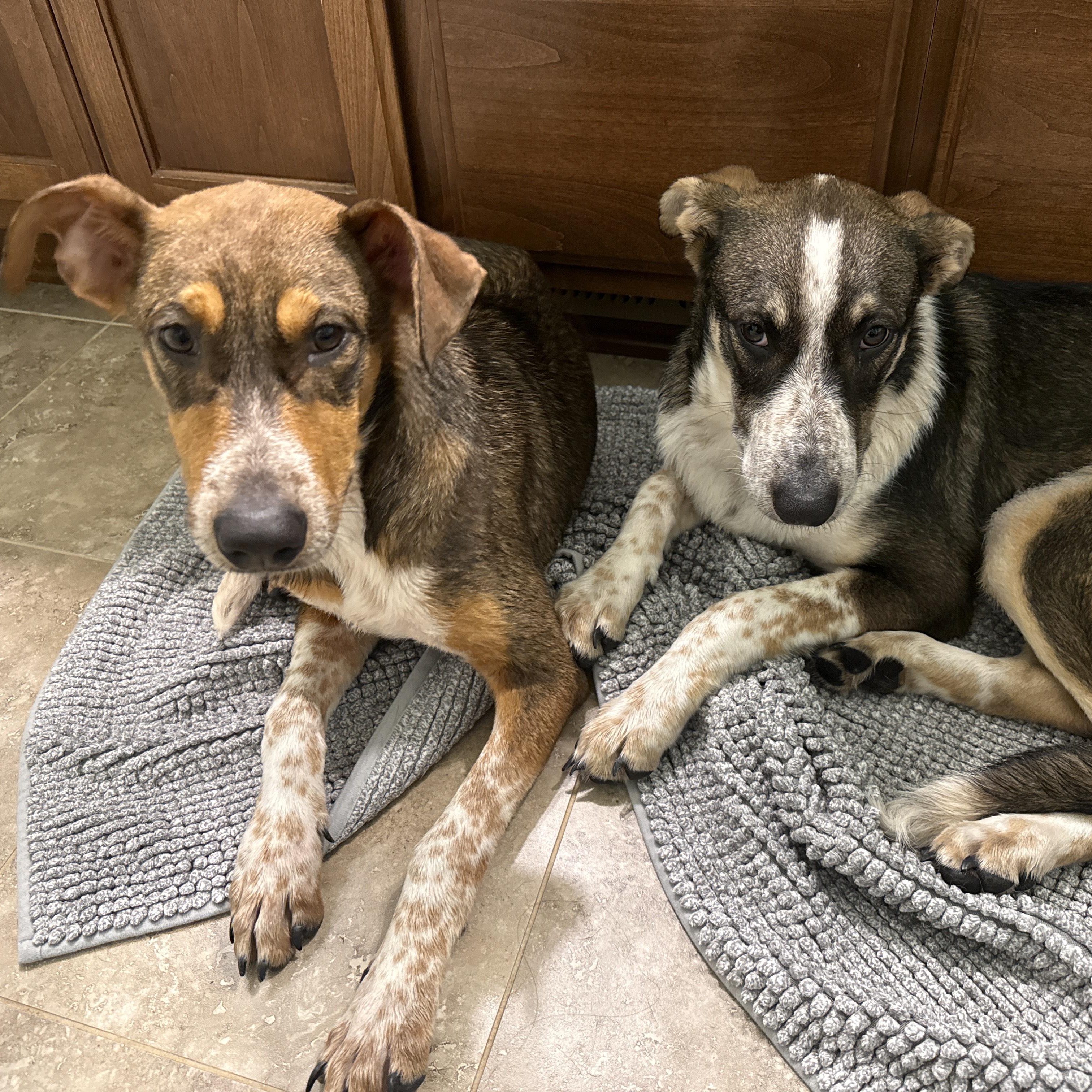 Penny — thumbnail 3