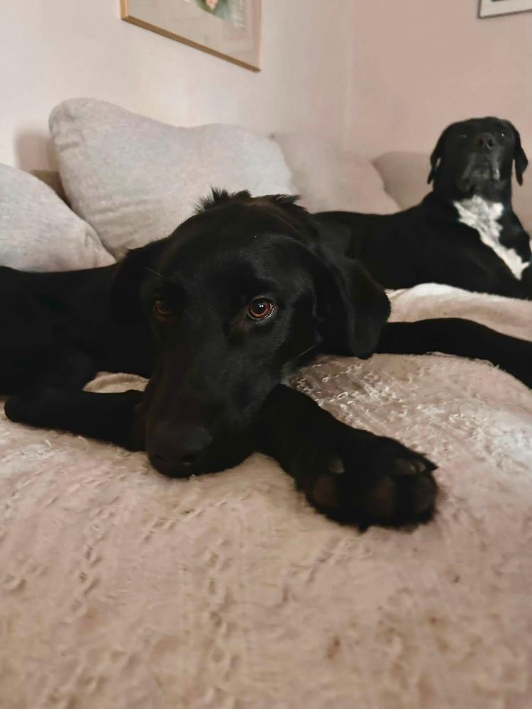 Daniellere / Roadie, Adoptable, Adult Male Labrador Retriever & Mixed Breed.