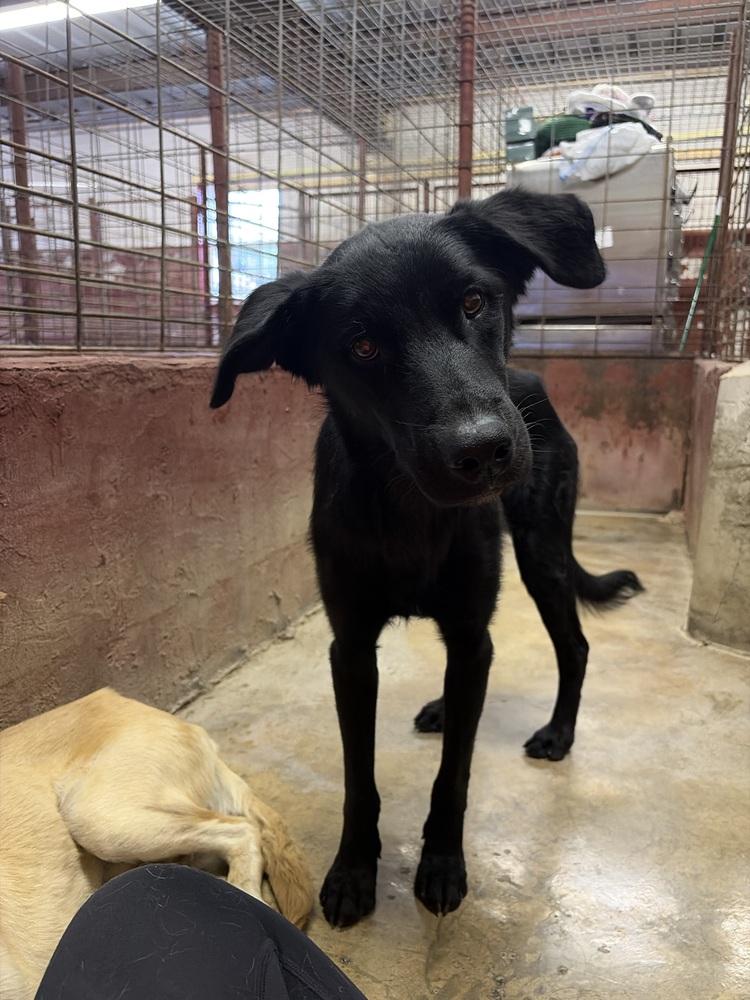 Enlarge Daniellere / Roadie, a Adoptable mixed breed in Broomfield, CO image 2/6