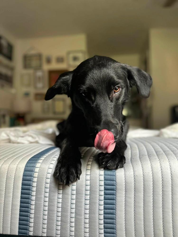 Enlarge Daniellere / Roadie, a Adoptable mixed breed in Broomfield, CO image 3/6