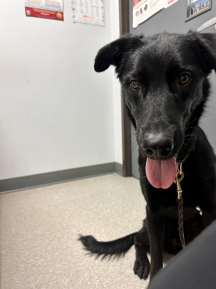 Enlarge Daniellere / Roadie, a Adoptable mixed breed in Broomfield, CO image 5/6