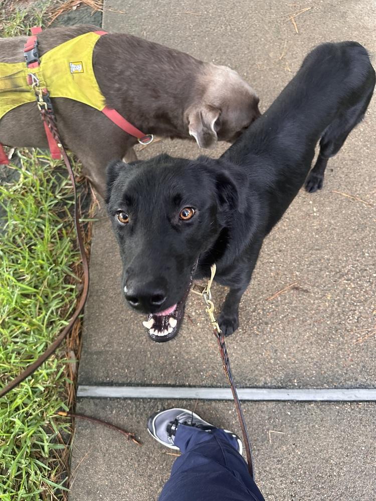 Enlarge Daniellere / Roadie, a Adoptable mixed breed in Broomfield, CO image 6/6