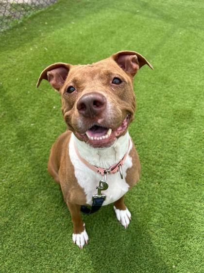 Alice - 2, a Adoptable mixed breed in Daytona Beach, FL image 1/2