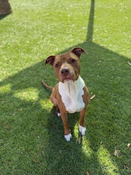 Alice - 2, Adoptable, Adult Female American Staffordshire Terrier & Mixed Breed.