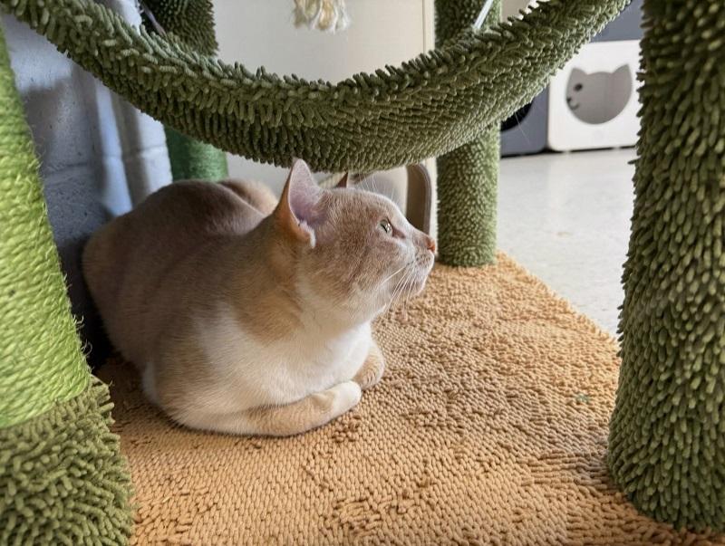 Enlarge RUGBY, a ADOPTABLE Domestic Short Hair in Pegram, TN image 2/3