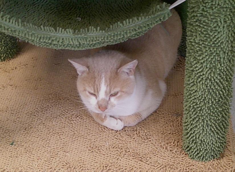 Enlarge RUGBY, a ADOPTABLE Domestic Short Hair in Pegram, TN image 3/3