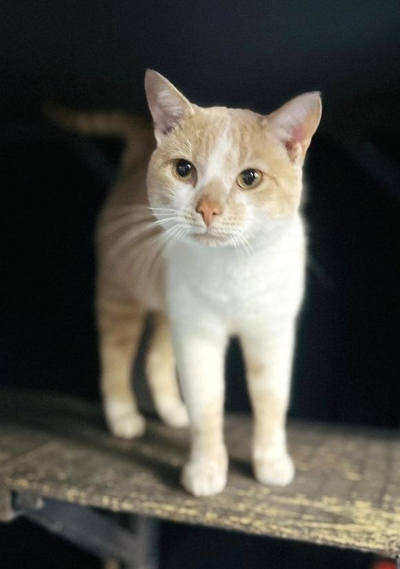 RUGBY, ADOPTABLE, Adult Male Domestic Short Hair.