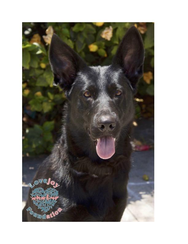 Enlarge Sweet Pea, a Adoptable mixed breed in Inglewood, CA image 2/4