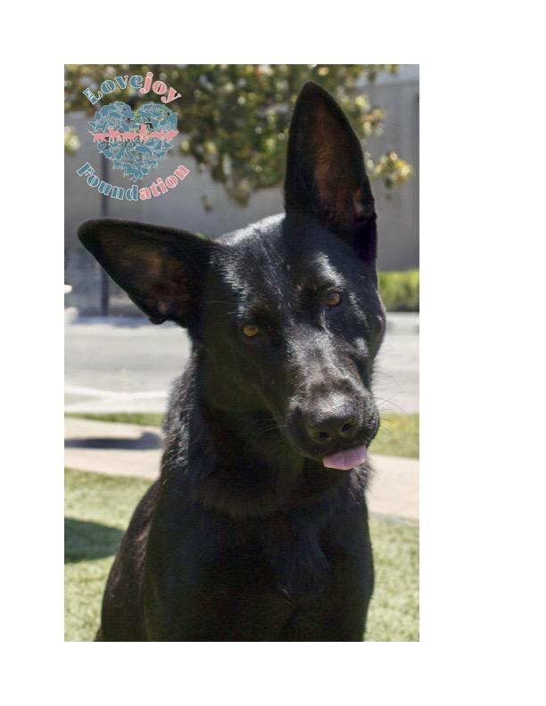 Sweet Pea, Adoptable, Young Female Dutch Shepherd.