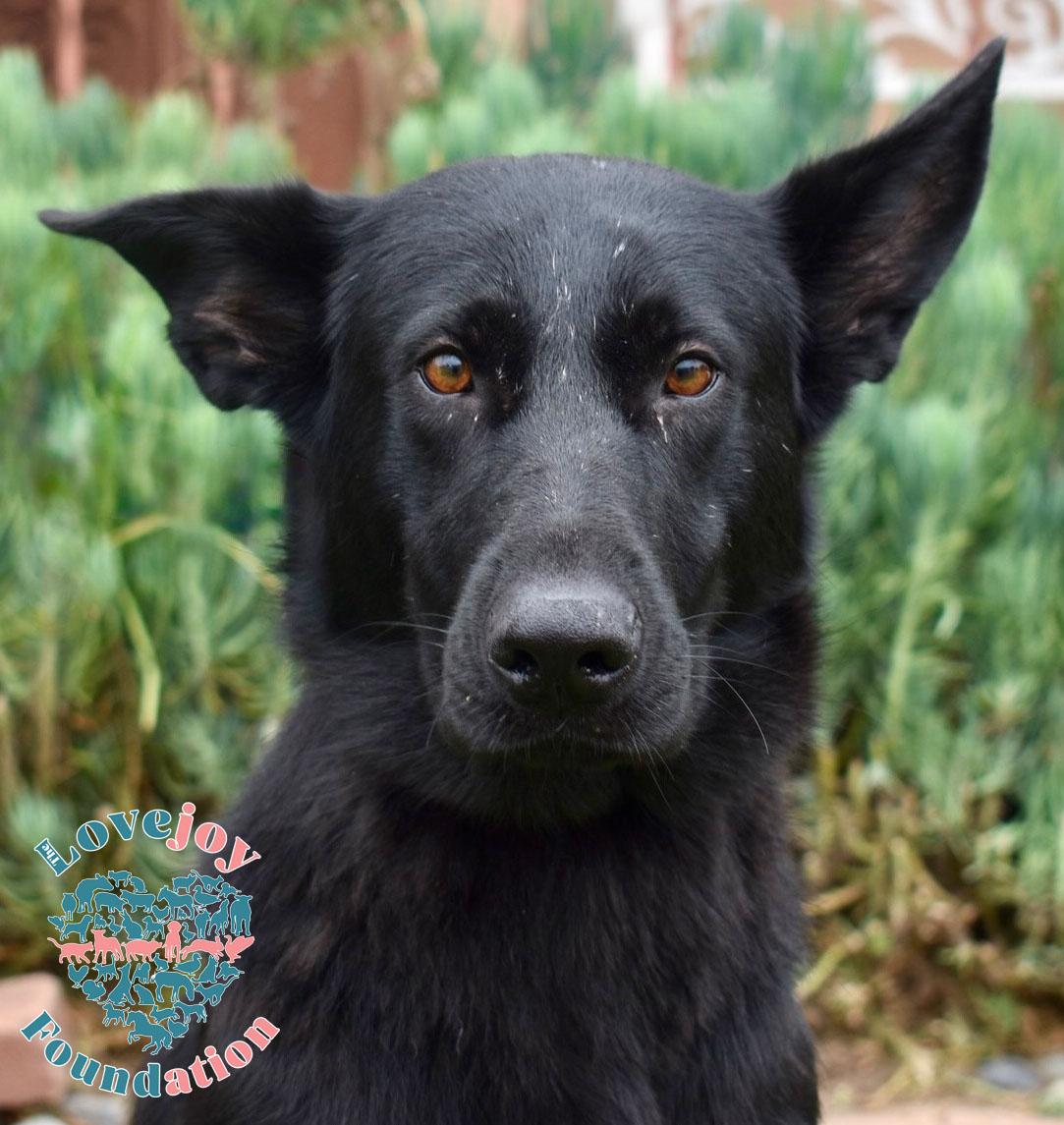 Enlarge Sweet Pea, a Adoptable mixed breed in Inglewood, CA image 4/4