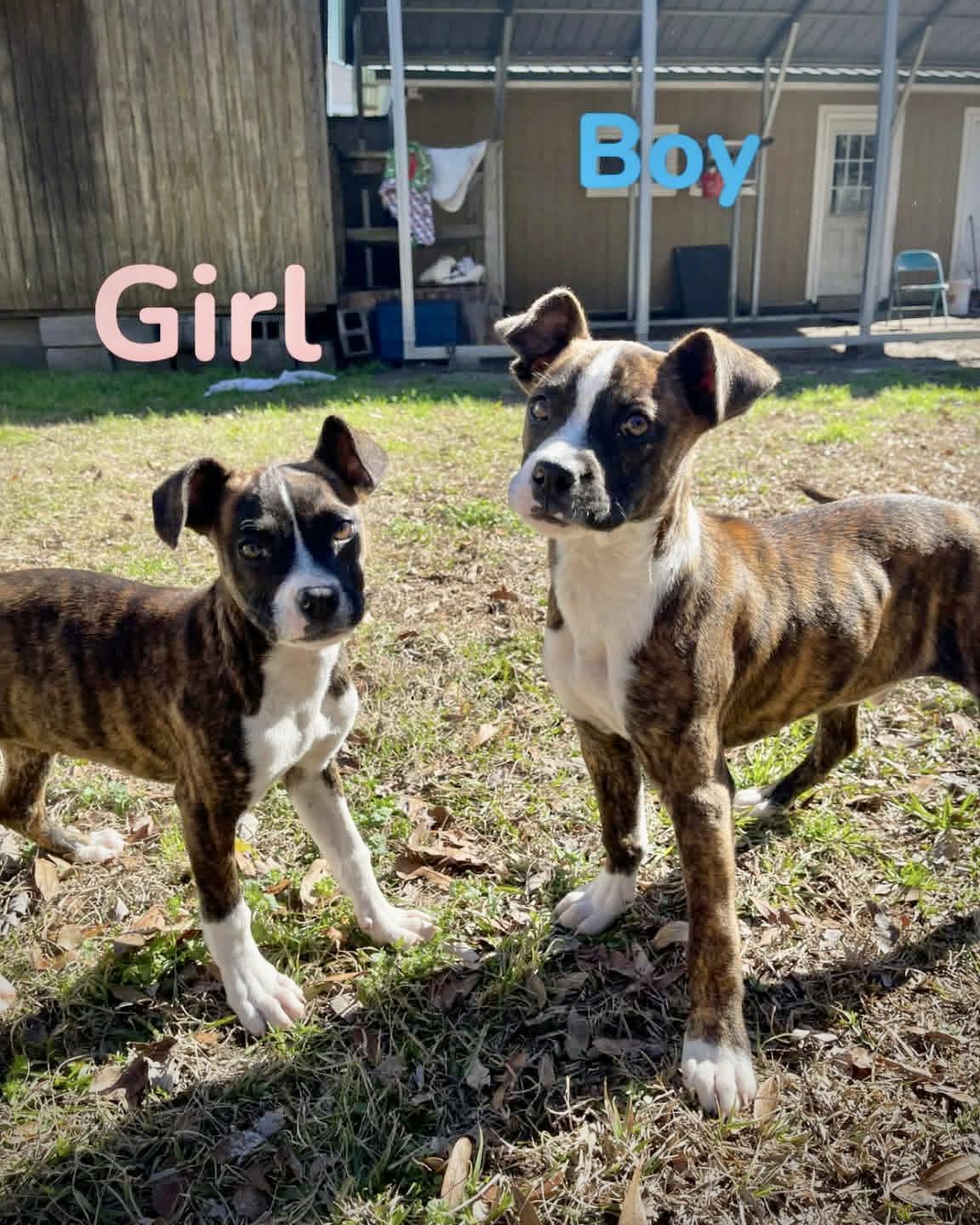 Enlarge Lou, a Adoptable Boxer in Monticello, NY image 1/3