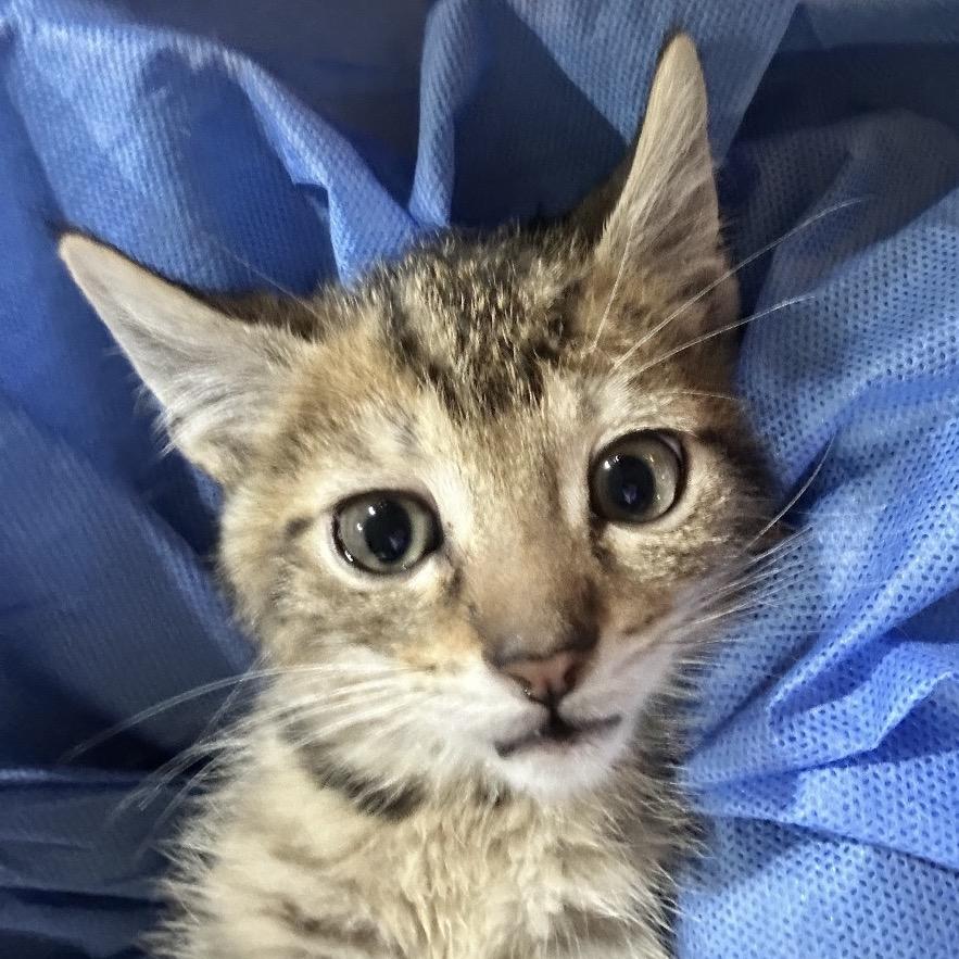 Enlarge Waffles, a Adoptable Domestic Short Hair in Oakton, VA image 1/3