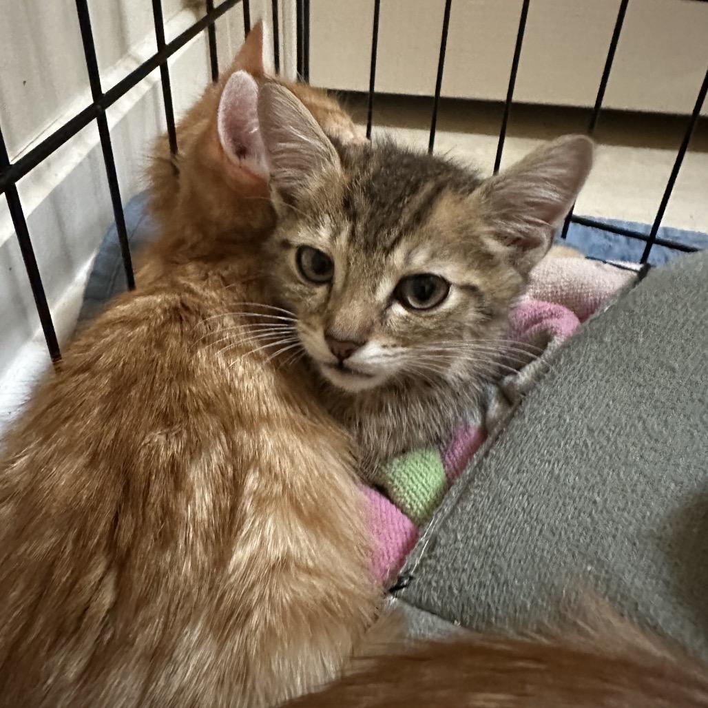 Enlarge Waffles, a Adoptable Domestic Short Hair in Oakton, VA image 2/3