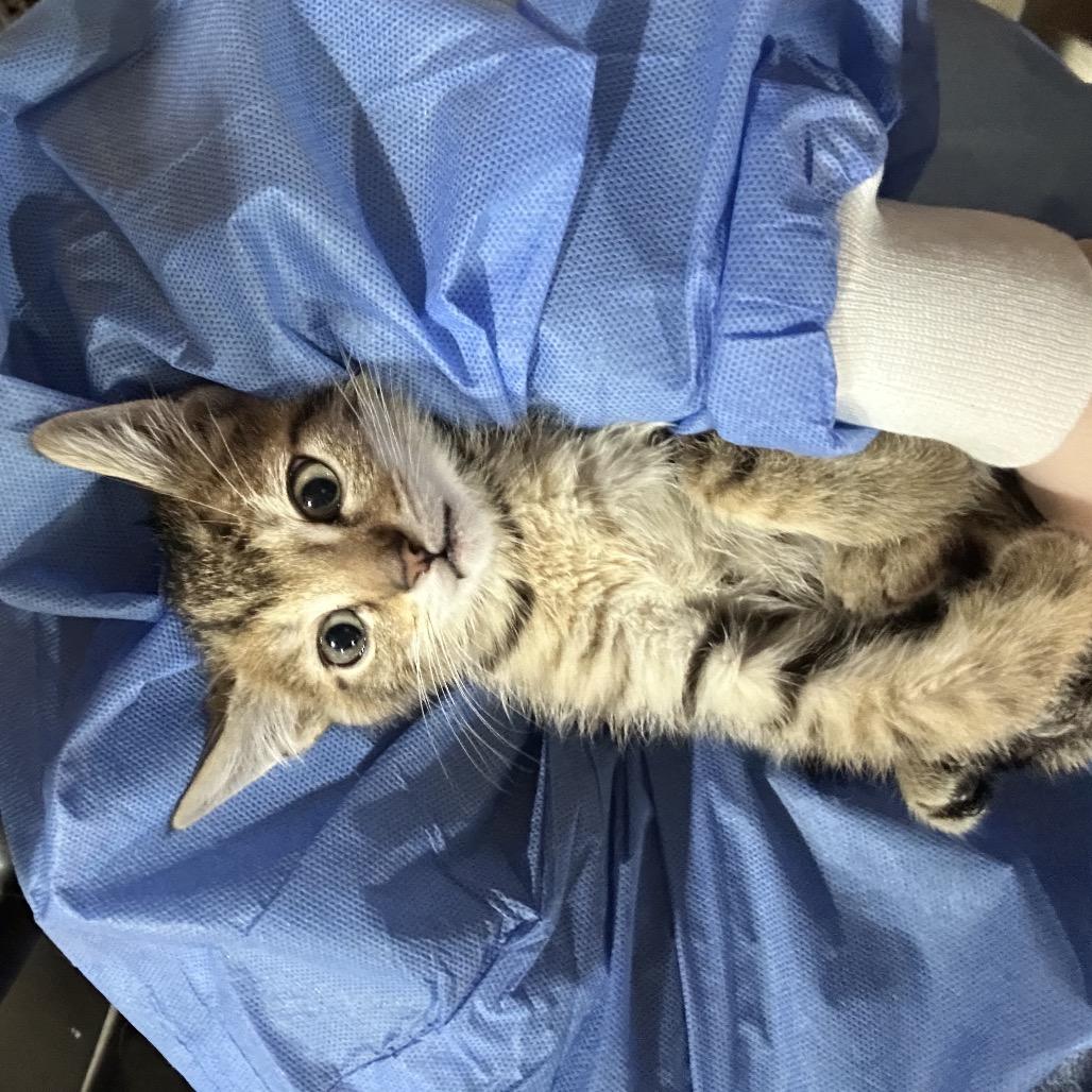 Enlarge Waffles, a Adoptable Domestic Short Hair in Oakton, VA image 3/3