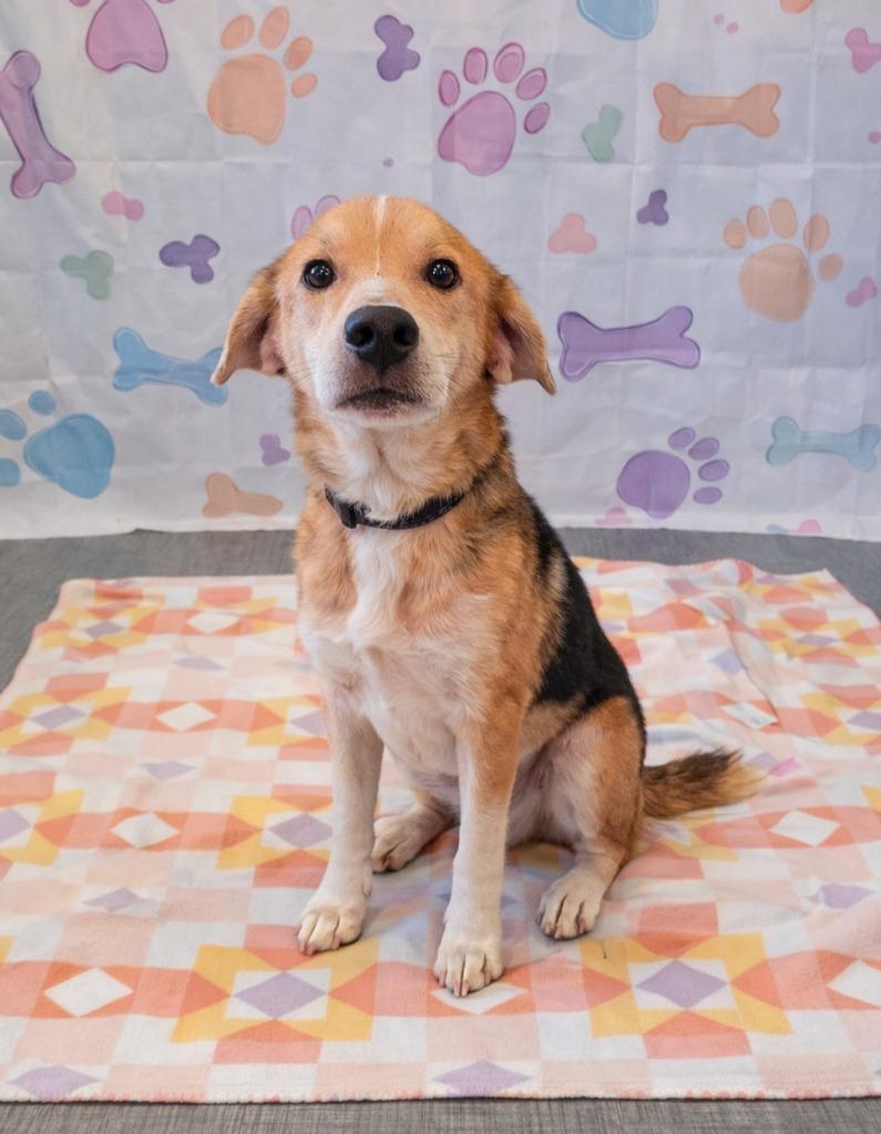 Barnabas Yrly 60, Adoptable, Adult Male Beagle & Shepherd.