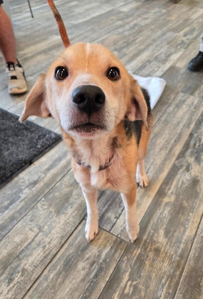 Enlarge Barnabas Yrly 60, a Adoptable mixed breed in Sidney, OH image 2/4