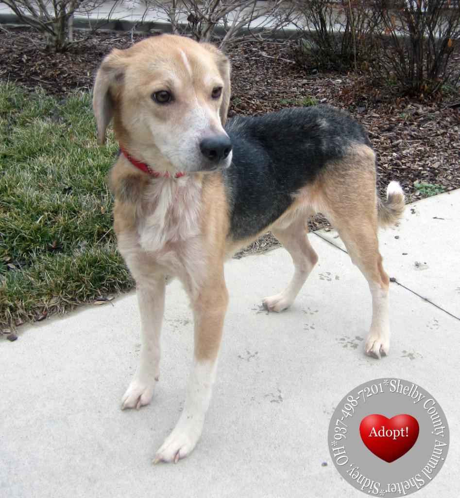 Enlarge Barnabas Yrly 60, a Adoptable mixed breed in Sidney, OH image 3/4