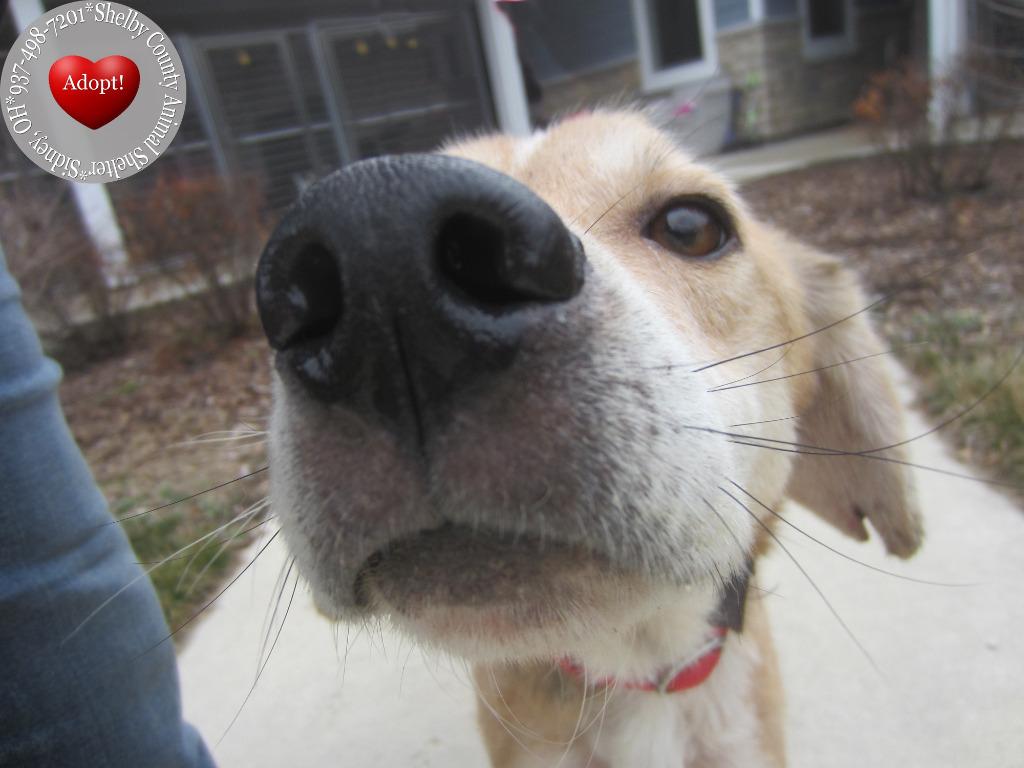 Enlarge Barnabas Yrly 60, a Adoptable mixed breed in Sidney, OH image 4/4