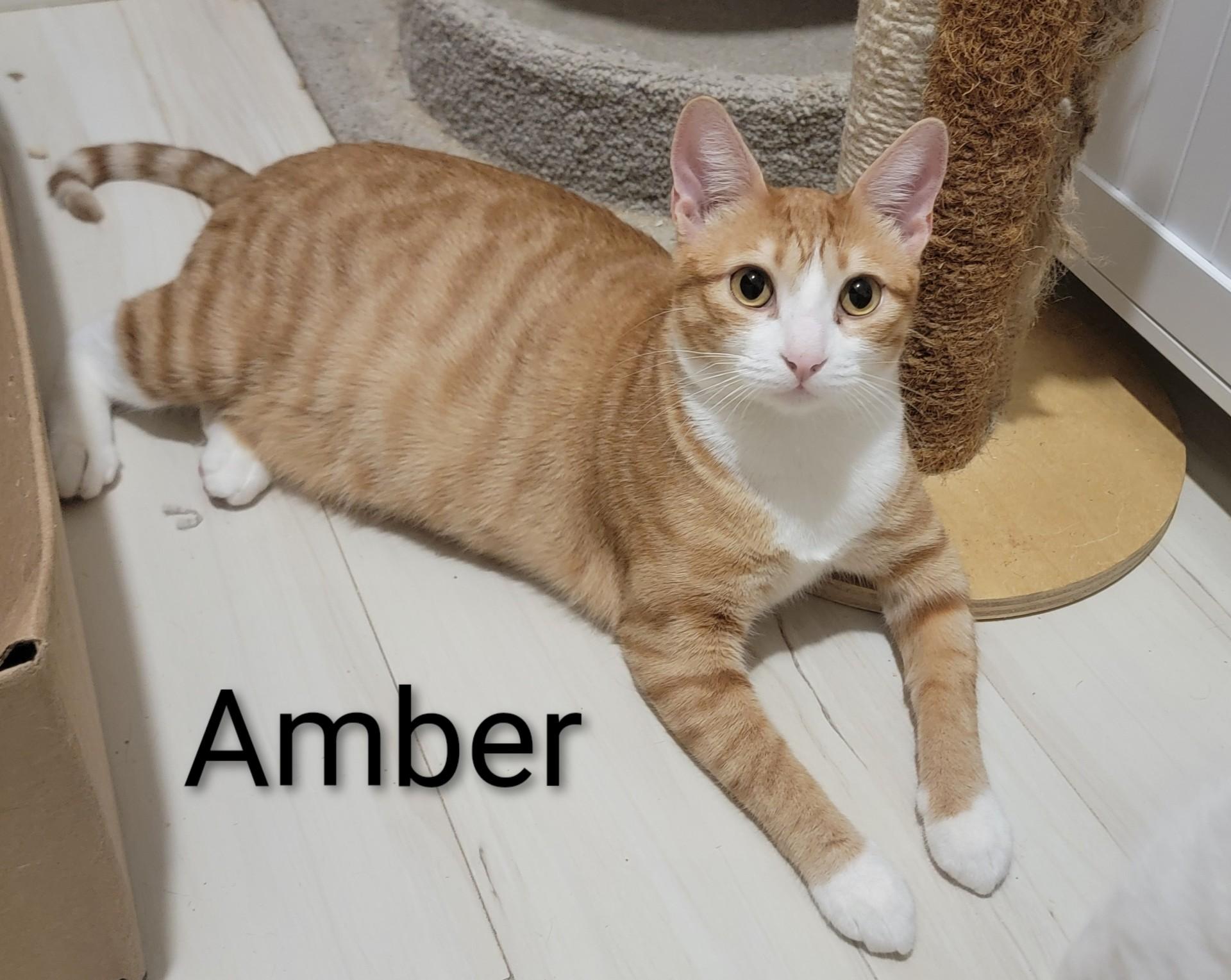 Amber 2